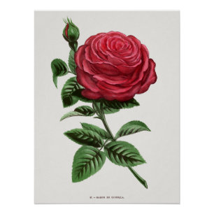 Antique Rose Lithograph, François-Frédéric Grobon Poster