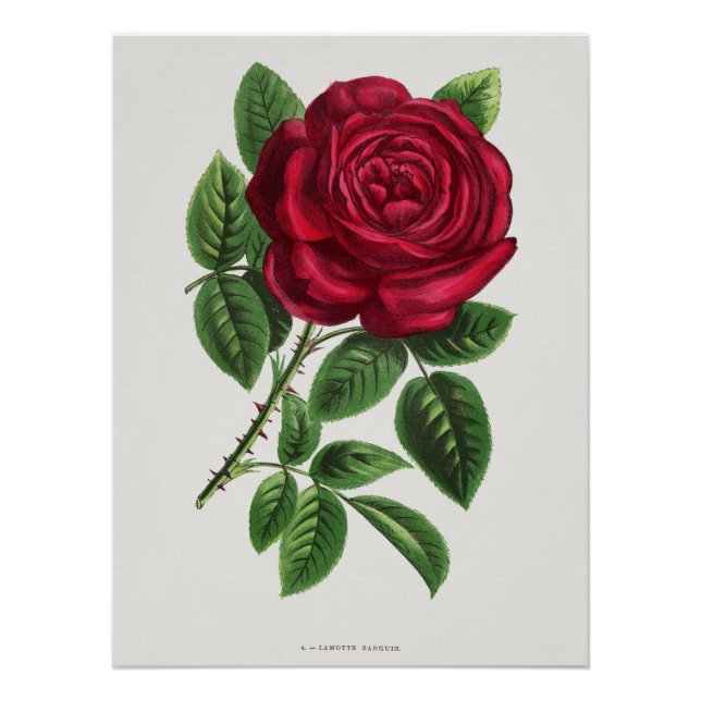 Antique Rose Lithograph, François-Frédéric Grobon Poster (Front)
