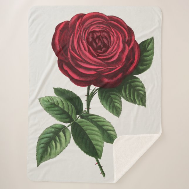 Antique Rose Lithograph, François-Frédéric Grobon Sherpa Blanket (Front)