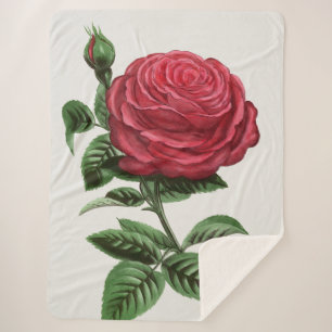 Antique Rose Lithograph, François-Frédéric Grobon Sherpa Blanket