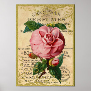 Antique Roses Perfume Poster