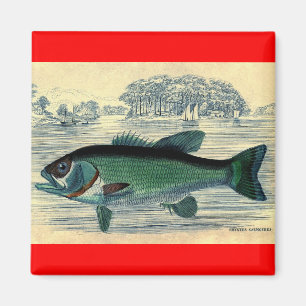 Antique Salmon Fish Fishing Print Magnet