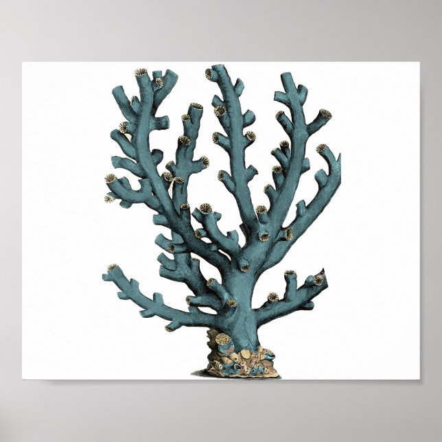 Antique Sea Coral Illustration Poster (Front)