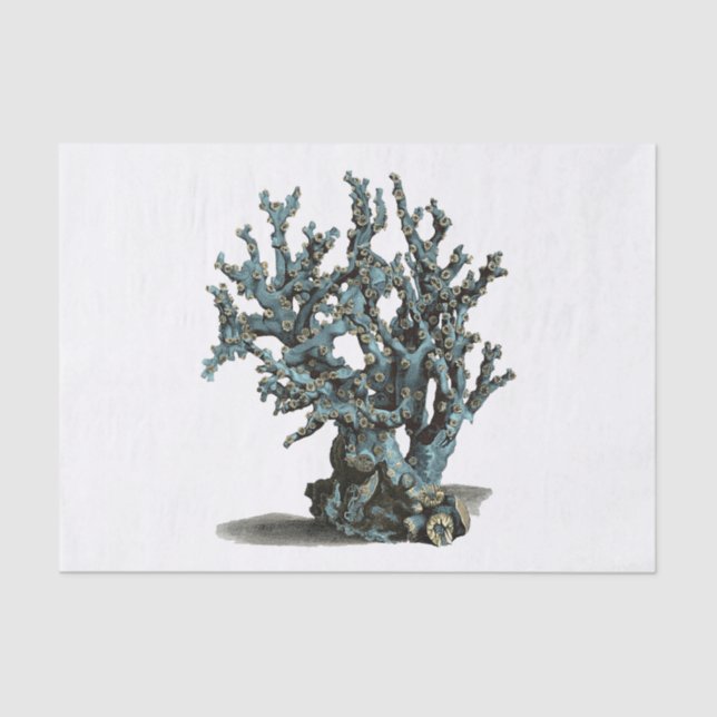 Antique Sea Coral Illustration Tissue Paper (Front)