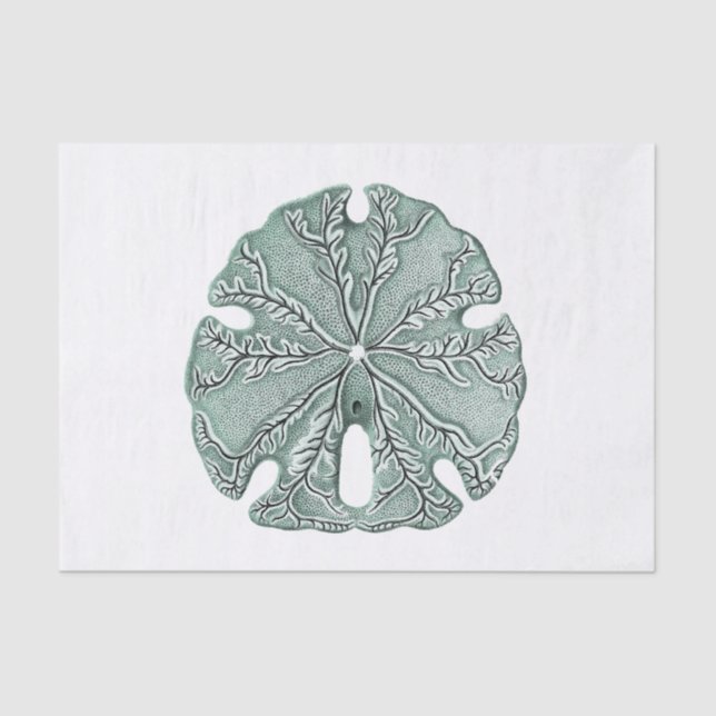 Antique Sea Sand Dollar Illustration Tissue Paper (Front)