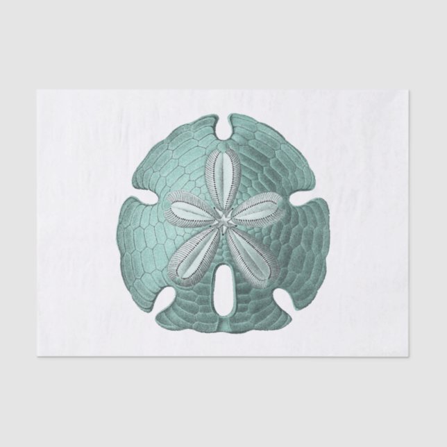 Antique Sea Sand Dollar Illustration Tissue Paper (Front)