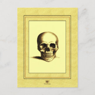 Antique Skull Postcard