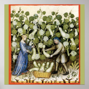 ANTIQUE SQUASH HARVEST POSTER