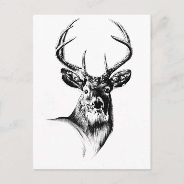 Antique stag art drawing handmade nature postcard (Front)