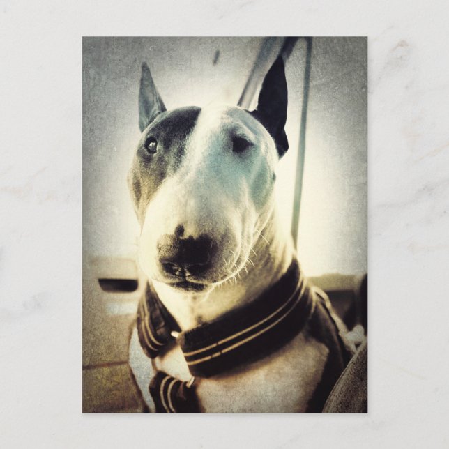 Antique style Bull Terrier Photo Postcard (Front)