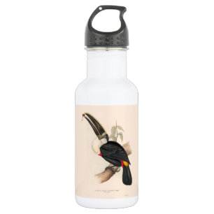 Antique Toucan Bird Wildlife Painting 532 Ml Water Bottle