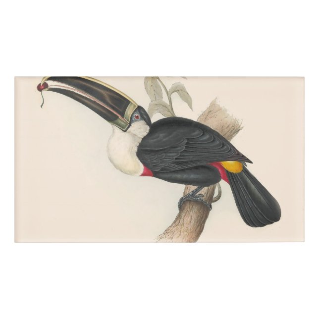 Antique Toucan Bird Wildlife Painting Name Tag (Front)