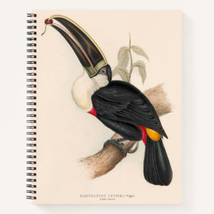 Antique Toucan Bird Wildlife Painting Notebook