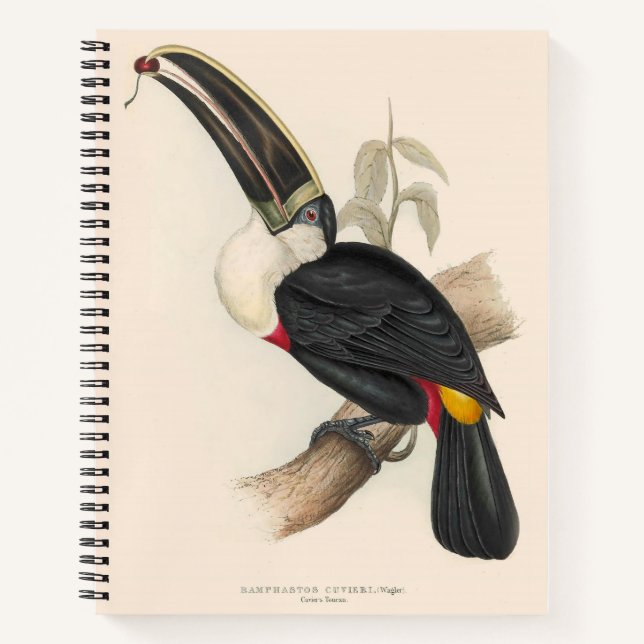 Antique Toucan Bird Wildlife Painting Notebook (Front)