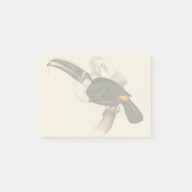Antique Toucan Bird Wildlife Painting Post-it Notes (Front)