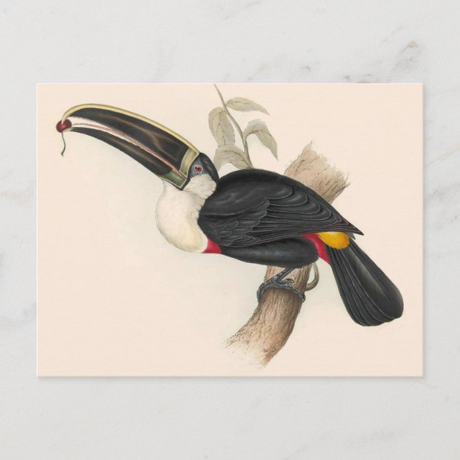 Antique Toucan Bird Wildlife Painting Postcard (Front)
