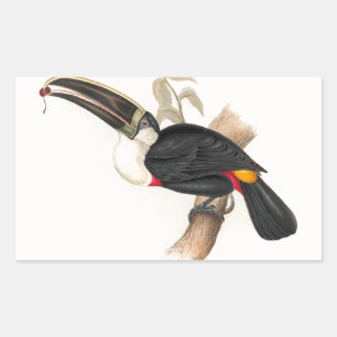 Antique Toucan Bird Wildlife Painting Rectangular Sticker