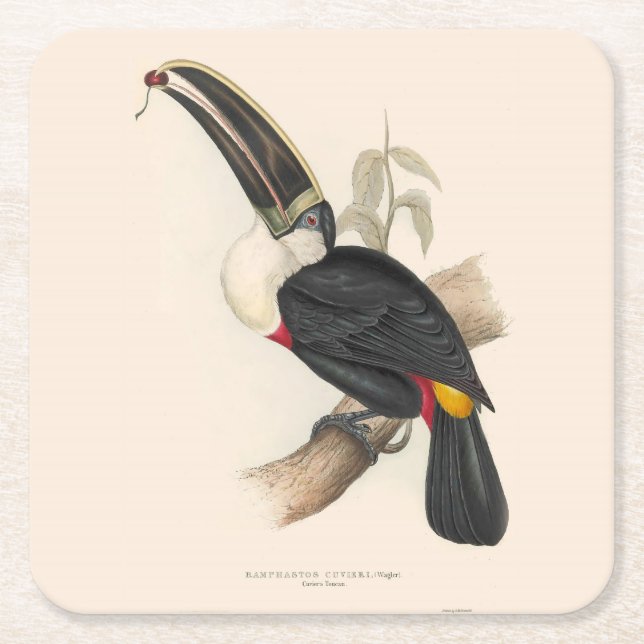 Antique Toucan Bird Wildlife Painting Square Paper Coaster (Front)