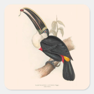 Antique Toucan Bird Wildlife Painting Square Sticker