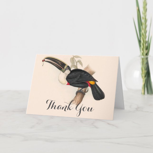 Antique Toucan Bird Wildlife Painting Thank You Card (Front)