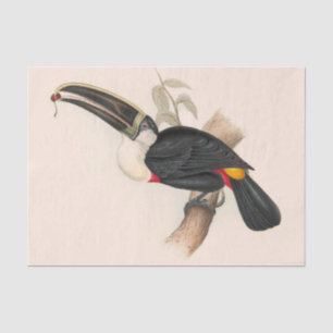 Antique Toucan Bird Wildlife Painting Tissue Paper