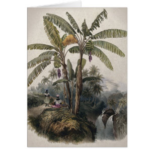 Antique Tropical Banana Tree Forest   Vintage Bota