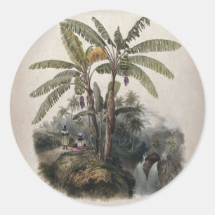 Antique Tropical Banana Tree Forest   Vintage Bota Classic Round Sticker