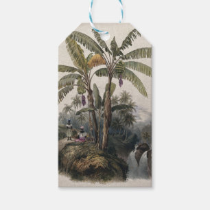 Antique Tropical Banana Tree Forest Vintage Bota Gift Tags