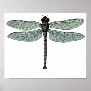 antique typographic vintage dragonfly poster