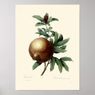 Antique Victorian Era Pomegranate Illustration Poster