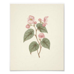 Antique Vintage Botanical Sketch Pink Begonia Photo Print