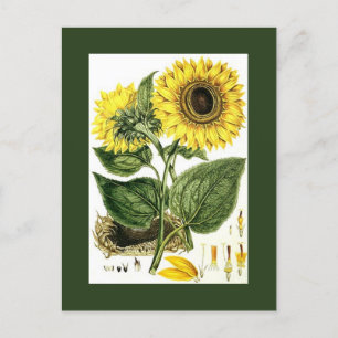 Antique Vintage Sunflower botanical Garden PCs Holiday Postcard