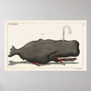 Antique Vintage Whale Woodcut Illustration Art Poster