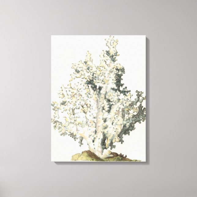 Antique Watercolor Coral Canvas Print (Front)