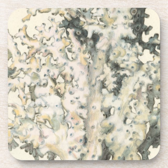 Antique Watercolor Coral Coaster (Front)