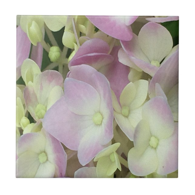 Antique White and Dusty Pink Hydrangea Petals Tile (Front)