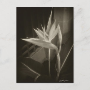 Antiqued Bird of Paradise 10 Postcard