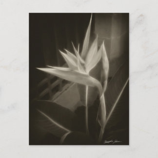 Antiqued Bird of Paradise 10 Postcard
