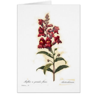 Antirrhinum