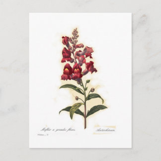 Antirrhinum Postcard