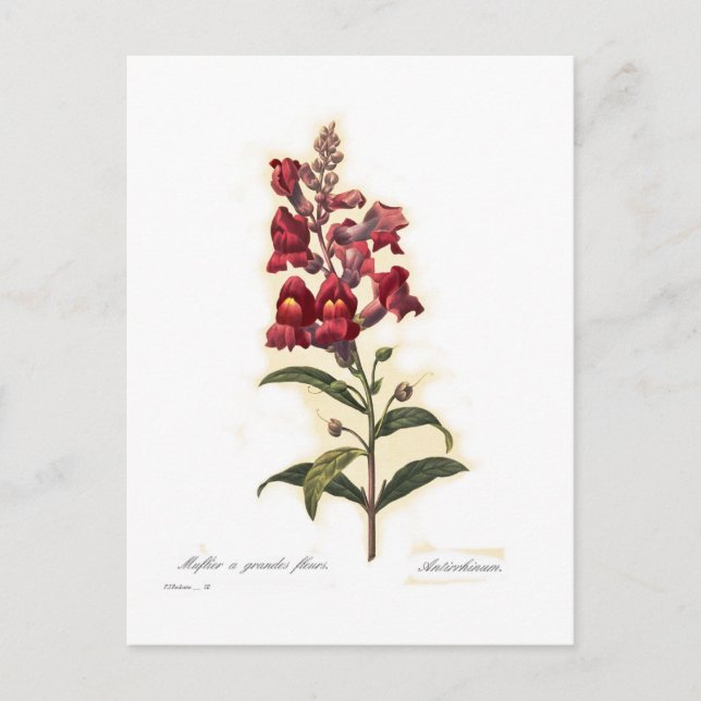 Antirrhinum Postcard (Front)