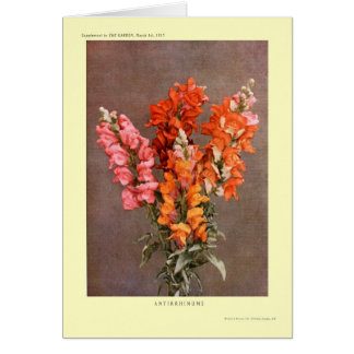Antirrhinums