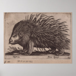 Antonio Tempesta - Stekelvarken  - Porco Spinoso   Poster