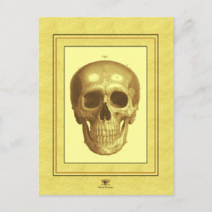 Antque Skull Postcard