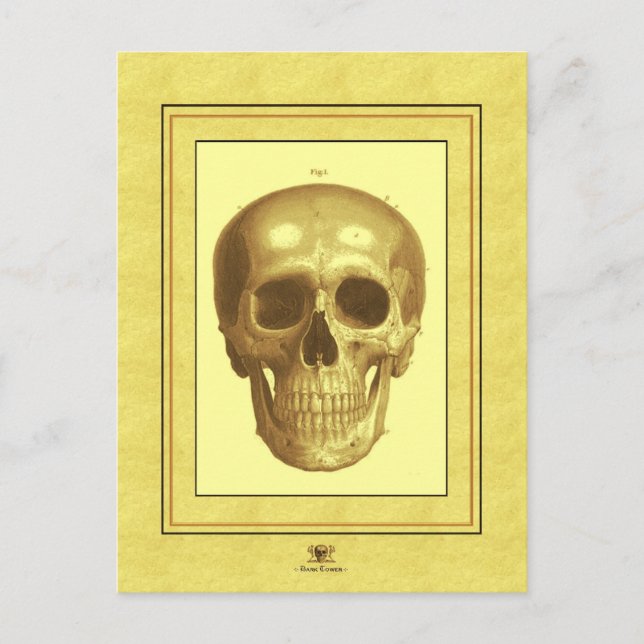 Antque Skull Postcard (Front)