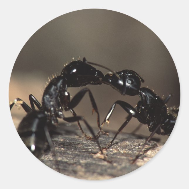 ants classic round sticker (Front)