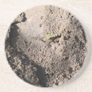 Ants Go Marching Coaster