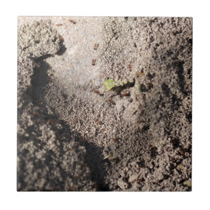Ants Go Marching Tile