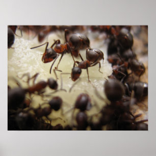 Ants on a piece of pineapple poster