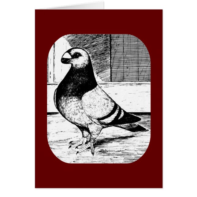 Antwerp Short Faced Pigeon (Front)
